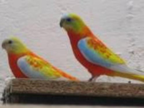 OPALINE ROODBUIK, Dieren en Toebehoren, Vogels | Parkieten en Papegaaien, Parkiet, Meerdere dieren, Pratend, Tam, Geringd