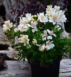 Zaden Alstroemeria wit oogst 2024, Tuin en Terras, Planten | Tuinplanten, Ophalen of Verzenden