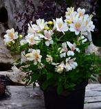 Graines Alstroemeria blanche récolte 2023, Enlèvement ou Envoi