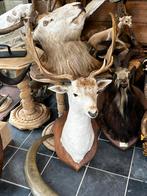 Te koop opgezette dieren, Ophalen of Verzenden