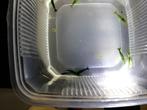 Groene, Green Jade garnalen, Kreeft, Krab of Garnaal, Zoetwatervis, Schoolvis