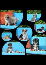 Prachtige kruising pups, Dieren en Toebehoren, België, CDV (hondenziekte), 8 tot 15 weken, Groot