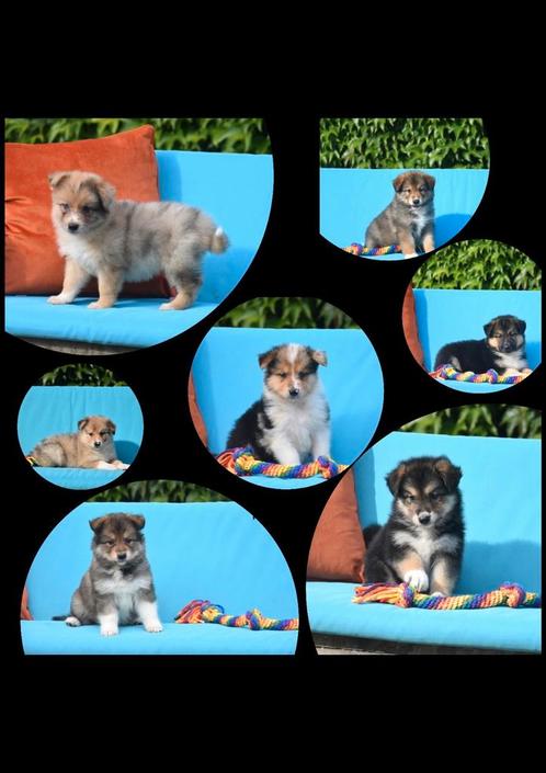 Prachtige kruising pups, Dieren en Toebehoren, Honden | Niet-rashonden, Groot, Meerdere dieren, Fokker | Professioneel, Meerdere