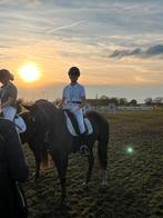 Super lieve D-pony te koop, Dieren en Toebehoren, Pony's, Merrie, Met stamboom, Dressuurpony, 3 tot 6 jaar