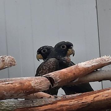 Mooi koppel Pionus Bronsvleugel-papegaaien en een ..... beschikbaar voor biedingen