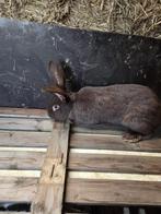 Reuzevlinder ram, Dieren en Toebehoren, Konijnen