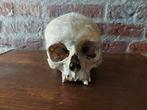 Menselijke schedel mens human skull rariteiten, Ophalen of Verzenden