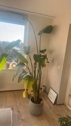 Paradijsplant snel weg, Maison & Meubles, Plantes d'intérieur, Enlèvement