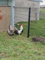 Zilverpatrijs leghorn., Dieren en Toebehoren, Pluimvee