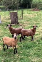 Kameroen 2 ooien, Dieren en Toebehoren, Schapen, Geiten en Varkens, Vrouwelijk