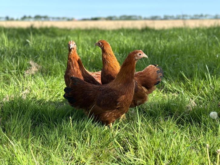 Jonge tamme New Hampshire kriel kippen hennen gesekst, Dieren en Toebehoren, Pluimvee, Kip, Vrouwelijk