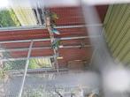 Blackface, Dieren en Toebehoren, Meerdere dieren, Parkiet, Geringd