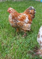 3 jonge Cochin, Dieren en Toebehoren, Pluimvee