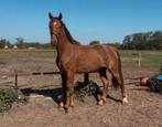 Zeer nuchtere leuke grote kwpn ruin 1.67m, Dieren en Toebehoren, Paarden, Ruin, 3 tot 6 jaar, Onbeleerd, 165 tot 170 cm