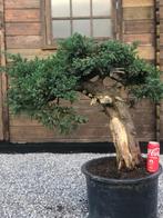 Bonsai, Tuin en Terras, Planten | Bomen, Ophalen, Volle zon, Overige soorten, Minder dan 100 cm