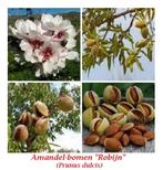 AMANDIERS ( BASSE TIGE ), « ROBIJN» = 17€/PIÈCE, Jardin & Terrasse, Plantes | Jardin, Enlèvement ou Envoi, Printemps, Plein soleil