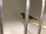 Japanse nachtegalen ( poppen), Dieren en Toebehoren, Vogels | Overige Vogels, Vrouwelijk, Wildzangvogel, Geringd