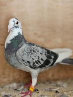 4 kweekduiven, Dieren en Toebehoren, Vogels | Duiven, Postduif