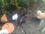 Cochin hen kriel kip, Dieren en Toebehoren, Pluimvee, Kip