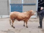 blonde d'aquitaine taureau d'élevage, Animaux & Accessoires, Bovins, Mâle, 0 à 2 ans