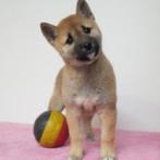 Shiba Inu - Belgische puppy's te koop, Dieren en Toebehoren, CDV (hondenziekte), Meerdere, 8 tot 15 weken, Meerdere dieren