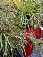 Graslelie - spinnenplant, Huis en Inrichting, Kamerplanten, Ophalen