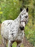 Appaloosa D-pony ruin, Dieren en Toebehoren, Pony's, Ruin, Zadelmak, 3 tot 6 jaar, Gechipt