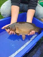 Karpers, Dieren en Toebehoren, Vissen | Vijvervissen, Karper of Koi