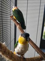 Kweek koppel Caïques, Dieren en Toebehoren, Vogels | Parkieten en Papegaaien