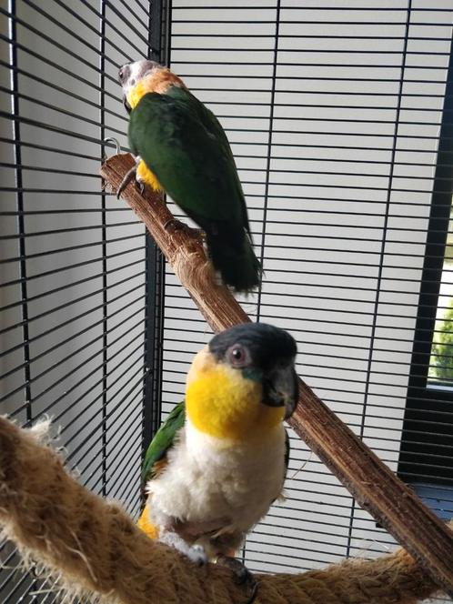Kweek koppel Caïques, Dieren en Toebehoren, Vogels | Parkieten en Papegaaien