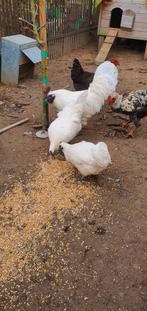 Zeldzame witte Ayam Cemani trio