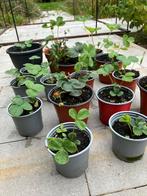 Aardbeiplanten, Ophalen, Fruitplanten