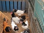 Lakenvelder haan, Dieren en Toebehoren, Pluimvee, Meerdere dieren, Kip