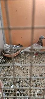 2 koppels ongeringde postduiven ( zie beschrijving), Dieren en Toebehoren, Vogels | Duiven