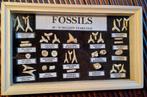 Leuk kadertje met fossiele haaientanden en roggentanden, Verzamelen, Ophalen of Verzenden, Fossiel