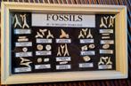 Joli cadre avec des dents de requin fossiles et des dents de, Fossile, Enlèvement ou Envoi