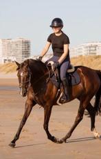 Paard te koop, Merrie, Springpaard, Gechipt, L