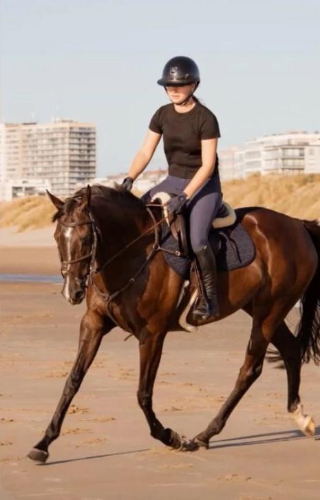 Paard te koop, Dieren en Toebehoren, Paarden, Merrie, L, 160 tot 165 cm, 7 tot 10 jaar, Springpaard, Met stamboom, Gechipt, Ontwormd