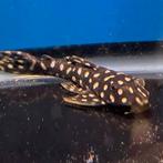 L82 opal spot pleco, Dieren en Toebehoren, Vissen | Aquariumvissen