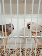 Spitsstaart Amadine, Animaux & Accessoires, Oiseaux | Oiseaux Autre, Plusieurs animaux, Oiseau tropical