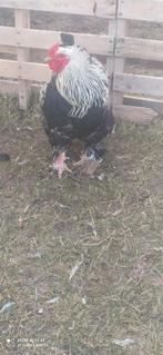 Te koop, Vacatures, Vacatures | Thuiswerk