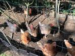 Kippen met hanen, Dieren en Toebehoren, Pluimvee, Meerdere dieren, Kip