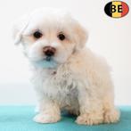 Maltezer puppy's te koop (Belgisch), Dieren en Toebehoren, België, Maltezer, Handelaar, CDV (hondenziekte)