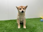 Chiots Shiba Inu, Parvovirose, Autres races, Plusieurs, Belgique