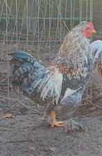 Bonte haan White Wings, Mâle, Poule ou poulet