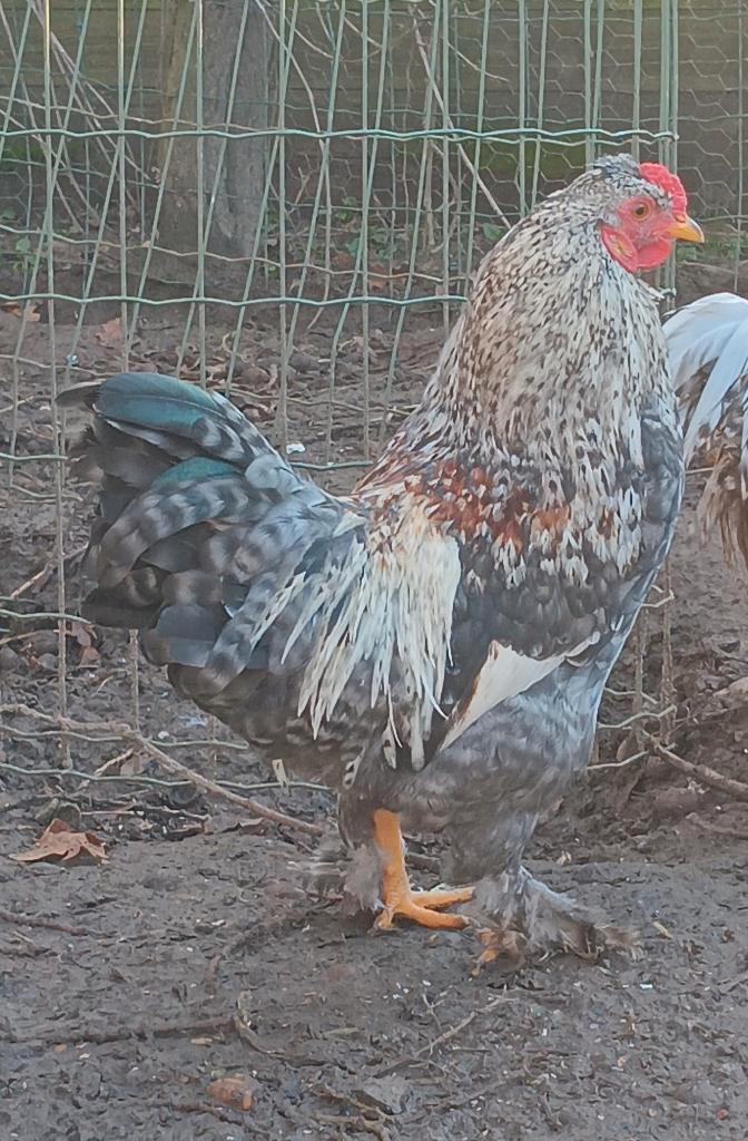 Bonte haan White Wings, Animaux & Accessoires, Volatiles, Poule ou poulet, Mâle