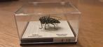 Opgezette boktor, Verzamelen, Ophalen, Zo goed als nieuw, Insect