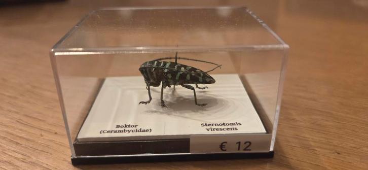 Opgezette boktor, Collections, Collections Animaux, Comme neuf, Insecte, Enlèvement