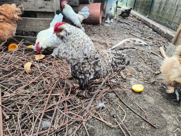 Coq écureuil barbu d'Anvers, Mâle, Poule ou poulet