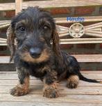 Teckel pups ruwharig dwerg (teefjes/reutjes), België, CDV (hondenziekte), 8 tot 15 weken, Dwerg